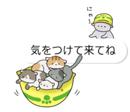 Crazy about CATS 2! sticker #11409546