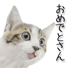 kansai dialect cat3