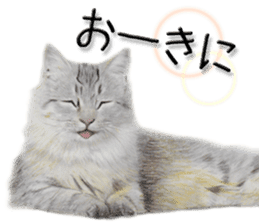 kansai dialect cat3 sticker #11411217