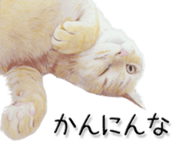 kansai dialect cat3 sticker #11411219