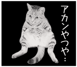 kansai dialect cat3 sticker #11411221
