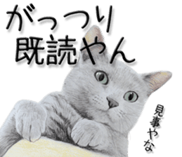 kansai dialect cat3 sticker #11411222