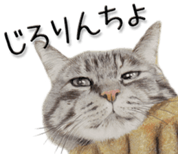 kansai dialect cat3 sticker #11411227