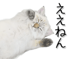 kansai dialect cat3 sticker #11411228