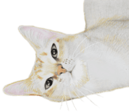 kansai dialect cat3 sticker #11411230