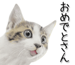 kansai dialect cat3 sticker #11411234