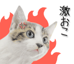 kansai dialect cat3 sticker #11411235