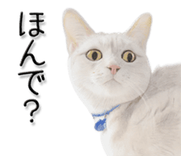 kansai dialect cat3 sticker #11411239