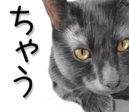 kansai dialect cat3 sticker #11411242