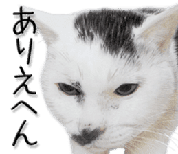kansai dialect cat3 sticker #11411243