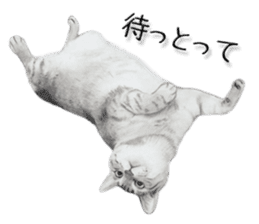 kansai dialect cat3 sticker #11411245