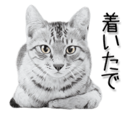 kansai dialect cat3 sticker #11411246