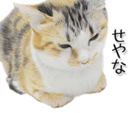 kansai dialect cat3 sticker #11411248