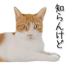 kansai dialect cat3 sticker #11411249