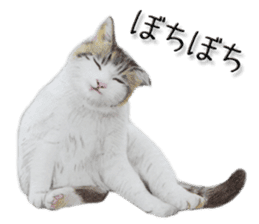 kansai dialect cat3 sticker #11411255