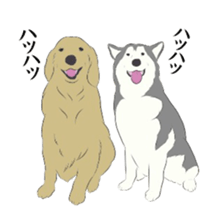 Golden and Husky. sticker #11412940