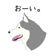 Golden and Husky. sticker #11412942