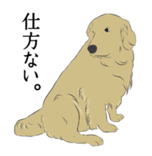 Golden and Husky. sticker #11412946