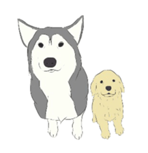 Golden and Husky. sticker #11412949