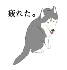 Golden and Husky. sticker #11412968