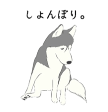 Golden and Husky. sticker #11412972
