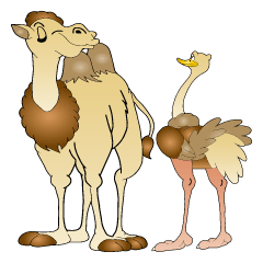 Carefree Camel & Hasty Ostrich