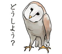 Scary cute barn owl 2 sticker #11426744