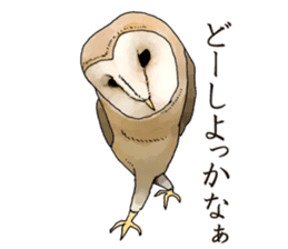 Scary cute barn owl 2 sticker #11426752