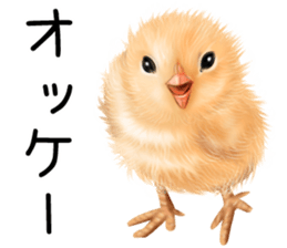 mohu mohu hiyoko sticker #11448552