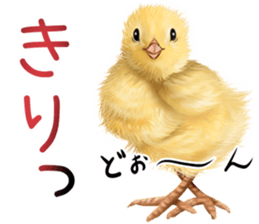 mohu mohu hiyoko sticker #11448553