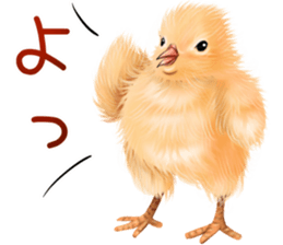 mohu mohu hiyoko sticker #11448555