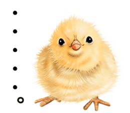 mohu mohu hiyoko sticker #11448556