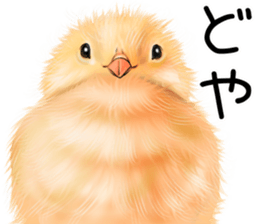 mohu mohu hiyoko sticker #11448557