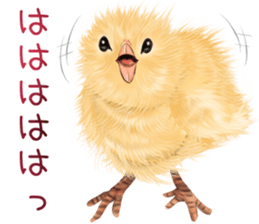 mohu mohu hiyoko sticker #11448558