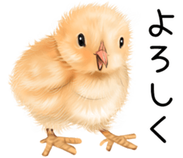 mohu mohu hiyoko sticker #11448560