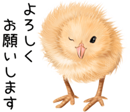 mohu mohu hiyoko sticker #11448561