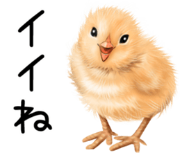 mohu mohu hiyoko sticker #11448563