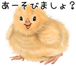 mohu mohu hiyoko sticker #11448564