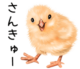 mohu mohu hiyoko sticker #11448568