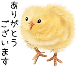 mohu mohu hiyoko sticker #11448569