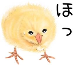 mohu mohu hiyoko sticker #11448570