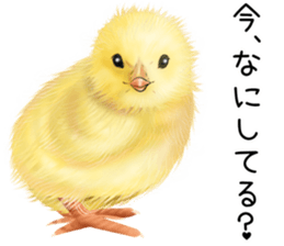 mohu mohu hiyoko sticker #11448571