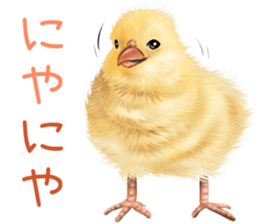 mohu mohu hiyoko sticker #11448573