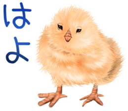 mohu mohu hiyoko sticker #11448574