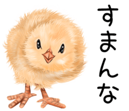 mohu mohu hiyoko sticker #11448575