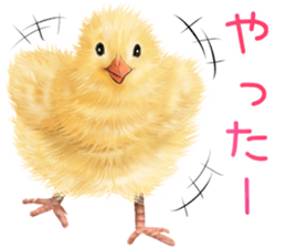 mohu mohu hiyoko sticker #11448576