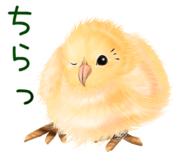 mohu mohu hiyoko sticker #11448579