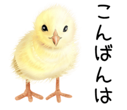 mohu mohu hiyoko sticker #11448580