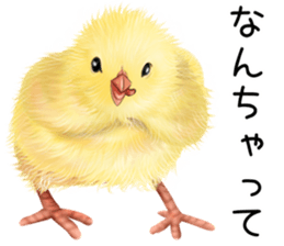 mohu mohu hiyoko sticker #11448583