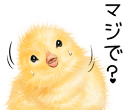 mohu mohu hiyoko sticker #11448585